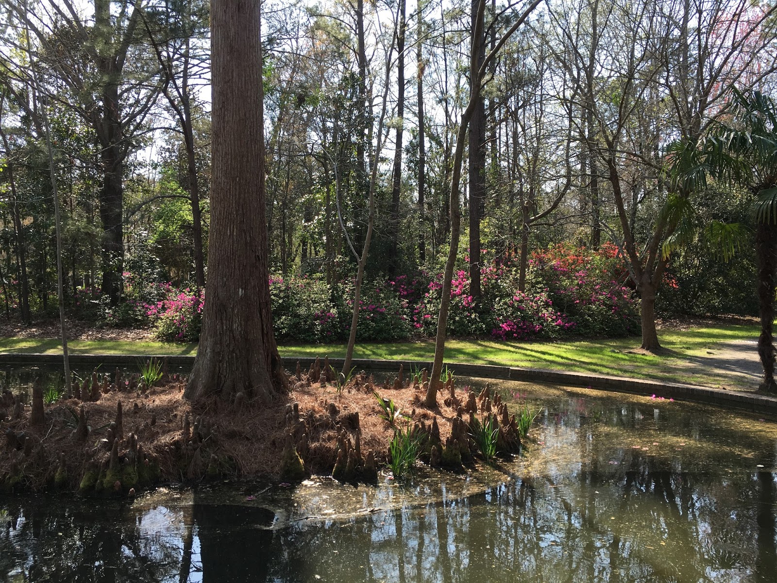 Vacation Rick Summerville's Famous Spring Azalea Bloom Originated Just