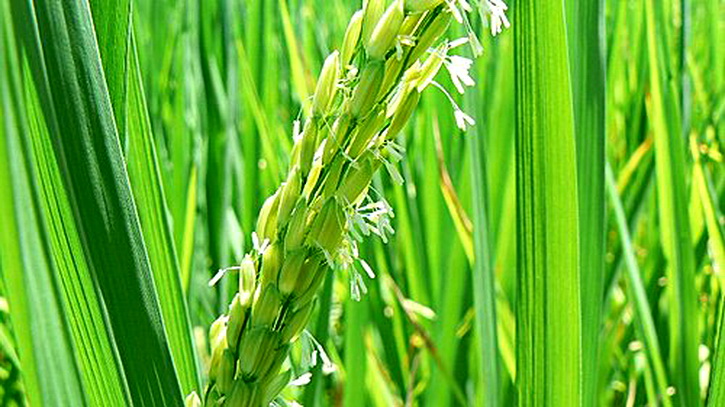 LƯU KHÂM HƯNG (劉欽興): HOA LÚA