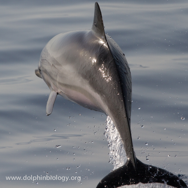 Dolphin Biology and Conservation Too close, rear view