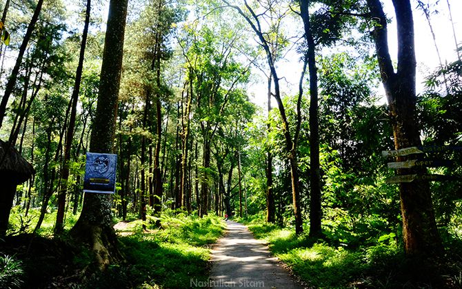 Jalan aspal di Hutan Pinus Ledok Ombo, Poncokusumo