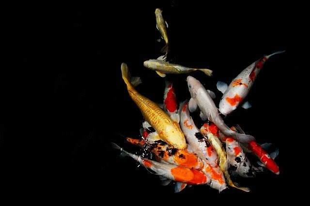 koi pond fish quarantine