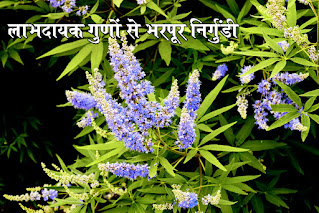निर्गुण्डी के चमत्कारी फायदे in hindi, निर्गुन्डी में एंटीबैक्टीरियल और एंटीइंफ्लेमेट्री गुण in hindi,निर्गुंडी भूख बढ़ाता है in hindi, Nirgundi increases appetite in hindi,Nirgundi have full beneficial properties in hindi, लाभदायक गुणों से भरपूर निर्गुंडी hindi, Nirgundi is satiate of beneficial qualities in hindi, labhdayak gudo se bharpoor nirgundi hindi,    Headaches disappear in hindi, Relieve Mouth Sore  in hindi, Stomach problems  in hindi, Beneficial in joint pain  in hindi, Swelling  in hindi, Epilepsy  in hindi, Beneficial in ear disease  in hindi, Cough  in hindi,  Goitre  in hindi, Fever  in hindi, Sciatica  in hindi, For breast milk increase  in hindi, Beneficial in Bust  in hindi, Hand and foot irritation  in hindi, Distressed by numbness  in hindi, Pimples in the head  in hindi, Pulse pain in hindi, Arthritis  in hindi, Skin disease  in hindi, Throat pain  in hindi, Nirgundi oil  in hindi,  Physical weakness in hindi, Nirgundi is a very powerful medicine that enhances intelligence in hindi, लाभदायक गुणों से भरपूर निर्गुंडी in hindi, Nirgundi is satiate of beneficial qualities in hindi, labhdayak gunon se bharpoor Nirgundi in hindi, nirgundi ke fayde, nirgundi ras ke fayde in hindi, nirgundi kya hai in hindi, nirgundi image, nirgundi image in hindi, nirgundi jpg, nirgundi jpeg, nirgundi png, nirgundi photo, nirgundi ki jankari in hindi, nirgundi ka paudha in hindi, निर्गुंडी एक बहुत ही गुणी औषधि है जो बुद्धि को बढ़ाती है in hindi, बालों के रोग और हानिकारक कीटाणुओं को नष्ट करता है in hindi, वात को नष्ट करता है, भूख बढ़ाता है in hindi, भोजन को पचाता हैै in hindi, सर-दर्द को कम करता है in hindi, इसको त्वचा के ऊपर लेप के रूप में लगाने से सूजन कम होता है in hindi, कफ-खांसीनाशक in indi, खुजली in hidi बुखार in hindi, कान से मवाद आना in hindi,  साइटिका in hindi, लिंग की कमजोरी in hindi, अजीर्ण in hindi, मूत्राघात hindi, कमजोरी hindi, घाव को ठीक करने hindi, घाव भरने के काम में आता है in hindi, कुष्ठ रोग in hindi, पेशाब बढ़ाता है in hindi, स्त्रियों में मासिक धर्म विकार को ठीक करता है in hindi, टायफायड बुखार in hindi, उलटी in hindi, आंखों की बीमारी तथा स्त्री के स्तनों में दूध की वृद्धि के लिए किया जाता है in hindi, निर्गुंडी  सफेद in hindi, नीले और काले रंग के भिन्न-भिन्न फूलों वाली होती है in hindi, इसके पत्तो को मसलने में एक प्रकार की दुर्गन्ध उत्पन्न होती है in hindi, निर्गुंडी  के रस और चूर्ण का सेवन किया जाता है in hindi, इसलिए अगर आप रस का सेवन कर रहे हैं तो 10-15 मिली से ज्यादा न करें in hindi, इसके साथ ही पाउडर 2-5 ग्राम से ज्यादा न करें in hindi, निर्गुण्डी के अनेक फायदे in hindi, Many benefits of Nirgundi in hindi in hindi,  Nirgundi  benefits in hindi, सिर दर्द गायब  in hindi, निर्गुंडी  के पत्तों को लाकर पीस लें in hindi, इसके बाद सिर पर इसका लेप लगाए in hindi, इसके अलावा निर्गुंडी  का 2-5 ग्राम पाउडर लेकर दिन में तीन बार शहद के साथ खा लें in hindi, मुंह के छाले छुटकारा in hindi, मुंह के छाले में निर्गुंडी  के पत्तों को पानी के साथ उबाल लें। इसके बाद इस पानी से कुल्ला करें in hindi, पेट संबंधी परेशानी in hindi, पेट दर्द, एसिडिटी जैसी परेशानी में निर्गुंडी  के पत्तों को 9 मिलीलीटर रस में 2 दाने काली मिर्च और थोड़ा सा अजवाइन का पाउडर मिलाकर दिन में 2 बार सेवन करना चाहिए in hindi, जोड़ों के दर्द में लाभदायक in hindi, जोड़ों के दर्द में निर्गुंडी  का काढ़ा लाभदायक होता है in hindi,  इसके लिए एक गिलास पानी में 10-11निर्गुंडी  की पत्तियां डालकर उबाले in hindi, जब पानी आधा बच जाए तो तब सेवन करें in hindi,  चोट-सूजन  in hindi, निर्गुंडी  के पत्तों को पीसकर लेप बना लें in hindi, इस लेप को चोट या सूजन पर पट्टी बांधने से दर्द में आराम मिलता है in hindi,  मिर्गी  in hindi, निर्गुंडी  के पत्तों के 5 से 10 बूंदों को दौरे के समय नाक में डालने से मिर्गी में आराम होता है in hindi, कान के रोग में लाभदायक in hindi, निर्गुंडी के पत्तों के रस को शुद्ध तेल में in hindi,  शहद के साथ मिलाकर 1 से 2 बूंद कान में डालने से कान के रोग में लाभ मिलता है in hindi, खांसी in hindi, निर्गुंडी  के पत्तों के रस को शुद्ध दूध के साथ दिन में 2 बार लेने से खांसी दूर हो जाती है in hindi, घेंघा : निर्गुंडी  की जड़ों के पीसकर नाक में डालें और निर्गुंडी  के पत्तों का रस दिन में 3 बार सेवन करें in hindi,  बुखार  in hindi, निर्गुंडी  के पत्तों का रस या निर्गुण्डी के पत्तों का 10 मिलीलीटर काढ़ा in hindi, 1 ग्राम पीपल के चूर्ण के साथ मिलाकर देने से बुखार और फेफड़ों की सूजन कम हो जाता है in hindi, निर्गुंडी  के पत्तों के 30-35 मिलीलीटर काढ़े की एक मात्रा में लगभग आधा ग्राम कालीमिर्च का चूर्ण मिलाकर पीने से कफ के बुखार में आराम होता है in hindi, निर्गुंडी  तेल में अजवाइन और लहसुन की एक से दो कली डाल दें in hindi, तथा तेल हल्का गुनगुना करके सर्दी के कारण होने वाले बुखार, न्यूमोनिया, छाती में जकड़न होने पर इस बने तेल की मालिश करने से लाभ होता है in hindi, सियाटिका  in hindi, सियाटिका, स्लिपडिस्क और मांसपेशियों को झटका लगने के कारण सूजन हो तो निर्गुण्डी की छाल का 5 ग्राम चूर्ण या पत्तों के काढ़े को धीमी आग में पकाकर 25 मिलीलीटर की मात्रा में दिन में 3 बार पीने से लाभ मिलता है in hindi, स्तनों में दूध वृद्धि के लिए  in hindi, निर्गुंडी के पत्ते का प्रयोग स्तनों में दूध की मात्रा को बढ़ाने में सहायता करते है in hindi, फोड़ो-फुंसी में लाभकारी  in hindi, निर्गुंडी में एन्टीबैक्ट्रियल और एंटीफंगल का गुण पाया जाता है जो कि घाव को फैलने नहीं देता है in hindi, और फोड़े को जल्दी ठीक करने में मदद करता है in hindi, हाथ-पैर में जलन  in hindi, निर्गुंडी में एंटी-इन्फ्लामेटोरी और एनाल्जेसिक गुण पाये जाते है in hindi, जो कि जलन के साथ -साथ दर्द भी कम करने में सहायता करते है in hindi,  सुन्न से परेशान in hindi,  निर्गुंडी में कफ in hindi, वात दोनों दोषों को शांत करने का गुण पाया जाता है in hindi, जिससे जांघों का सुन्न होने में निर्गुंडी फायदेमंद होता है in hindi, सिर में फूंसियाँ  in hindi, निर्गुंडी में एन्टीबैट्रिअल और एंटीफंगल का गुण पाया जाता है in hindi, जो कि त्वचा के इन समस्याओं को दूर करने में सहायक होता है in hindi, नाड़ी-दर्द  in hindi, नाड़ी यानि नसों के दर्द में भी निर्गुंडी का उपयोग फायदेमंद होता है in hindi, क्योंकि आयुर्वेद के अनुसार जहाँ भी दर्द होता है in hindi, वहाँ का प्रकोप जरूर मिलता है in hindi, निर्गुंडी में वात को शान्त करने का गुण होता है इसलिए निर्गुंडी नाड़ी दर्द में राहत देती है in hindi, गठिया  in hindi, 10-11 ग्राम निर्गुंडी की जड़ के चूर्ण को तिल के तेल साथ सेवन करने से सभी प्रकार के गठिया रोगों में लाभ होता है in hindi, चर्म रोग in hindi, 15-20 मिली निर्गुंडी  के पत्तों का रस सुबह-शाम पिलाने in hindi, और फफोलों पर पत्तों की सेंक करने से ठीक होता है in hindi, निर्गुण्डी की जड़ और पत्तों से पकाए तेल को लगाने से पुराने घाव in hindi, खुजली,एक्जीमा आदि चर्म रोग ठीक होते हैं in hindi, गले में दर्द  in hindi, निर्गुंडी के पत्तों को पानी में उबालें in hindi, इस पानी से कुल्ला करने से गले का दर्द ठीक होता है in hindi, निर्गुंडी तेल in hindi, निर्गुंडी तेल को मुंह in hindi, जीभ तथा होठों में लगाने से in hindi, तथा हल्के गर्म पानी में इस तेल को मिलाकर मुंह में रख कर कुल्ला करने से गले का दर्द in hindi, टांसिल में लाभ होता है in hindi, शारीरिक कमजोरी in hindi, निर्गुंडी की जड़, फल और पत्तों के रस से पकाए 15-20 ग्राम घी को नियमित पीने से शरीर पुष्ट होता है और शारीरिक कमजोरी दूर होती है in hindi, sakshambano in hindi, sakshambano in eglish, sakshambano meaning in hindi, sakshambano ka matlab in hindi, sakshambano photo, sakshambano photo in hindi, sakshambano image in hindi, sakshambano image, sakshambano jpeg, सक्षमबनो इन हिन्दी में in hindi, सब सक्षमबनो हिन्दी में, पहले खुद सक्षमबनो हिन्दी में, एक कदम सक्षमबनो के ओर हिन्दी में, आज से ही सक्षमबनो हिन्दी हिन्दी में, सक्षमबनो के उपाय हिन्दी में, अपनों को भी सक्षमबनो का रास्ता दिखाओं हिन्दी में, सक्षमबनो का ज्ञान पाप्त करों हिन्दी में, aaj hi sakshambano in hindi, abhi se sakshambano in hindi,