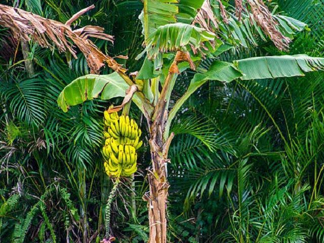 Cara menanam pohon pisang