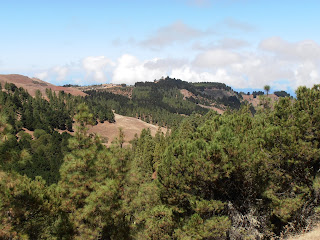 Pinos vista de los pinos a lo lejos