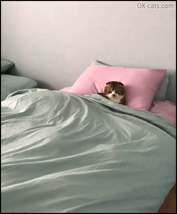 Funny Cat GIF • 2 cats sleeping in  2 beds. “Sorry humans, tonight you sleep on the floor!” [ok-cats.com]