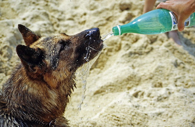 How dogs drink water