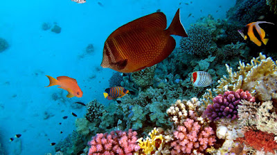 caribbean fish wallpaper 1366x768 162641