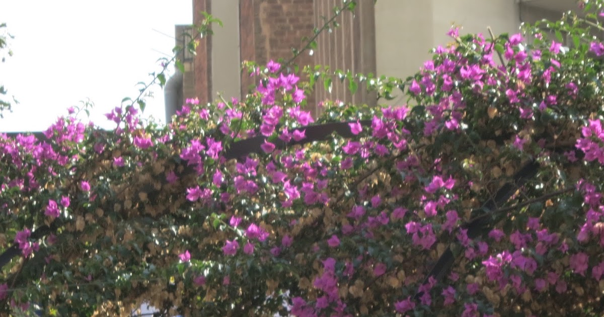 A Wandering Botanist Plant Story Bougainvillea From Brazil To The World