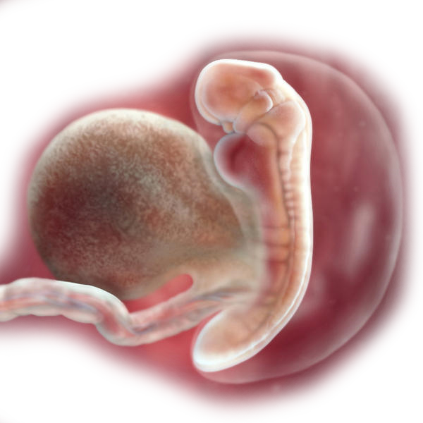 प्रेगनेंसी के दूसरे महीने में शिशु का विकास – Baby development in second month of pregnancy