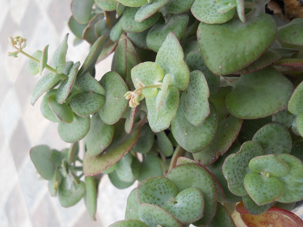Plantas para hombres Crassula cordata