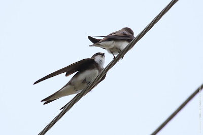 Береговая ласточка. Sand Martin. Riparia riparia