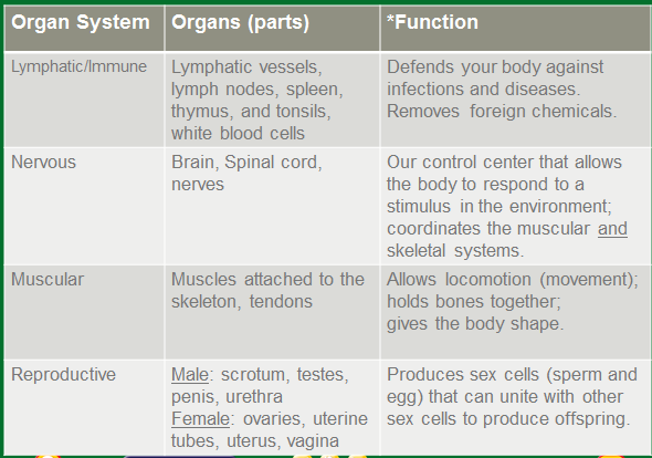 Mr. Villa's 7th Gd Science Class: Human Body Organ System ANSWERS