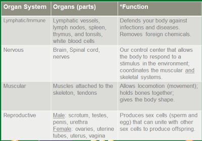 Mr. Villa's Science Stars!: Human Body Organ System ANSWERS