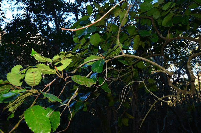 Curtisia dentata Curtisia dentata