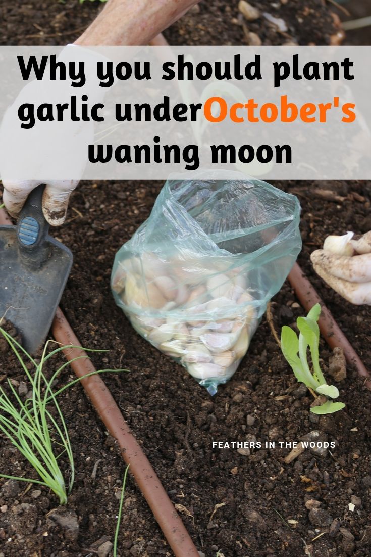 How (and when) to plant garlic Feathers in the woods