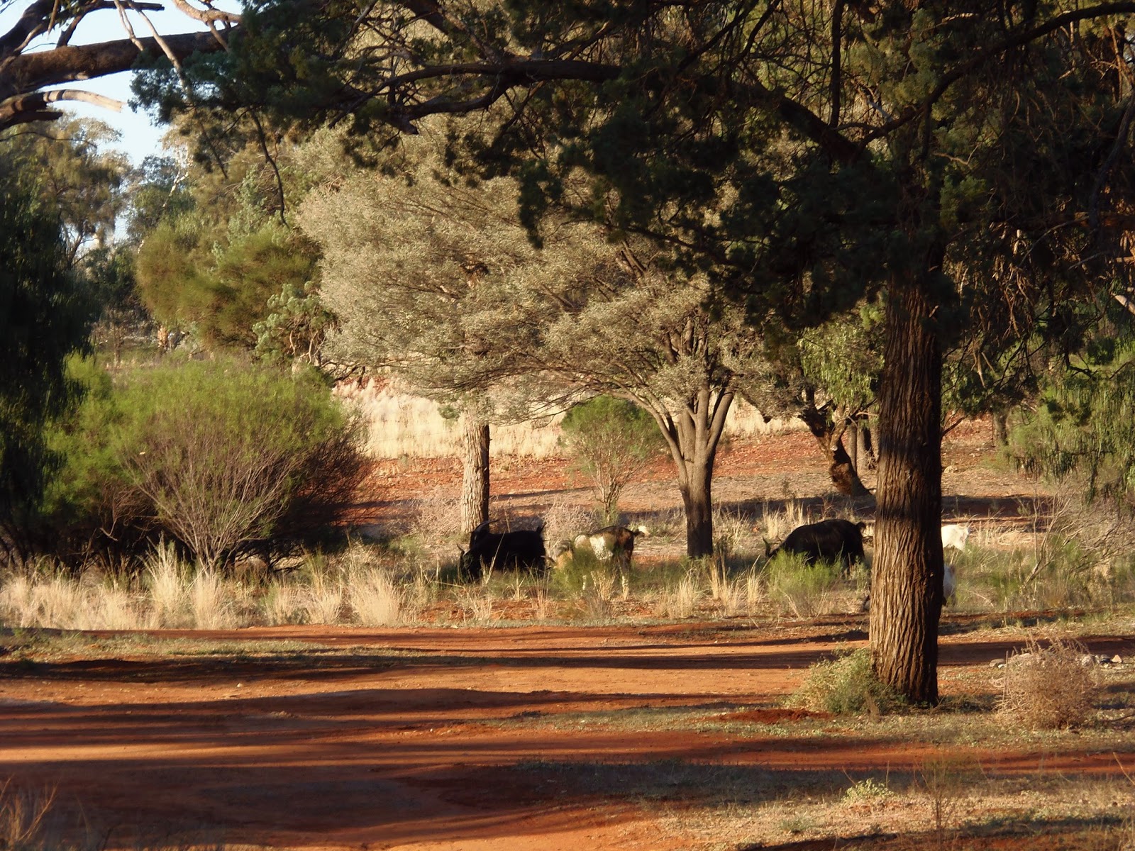 Solo Steve On The Road BROKEN HILL TO COBAR NSW