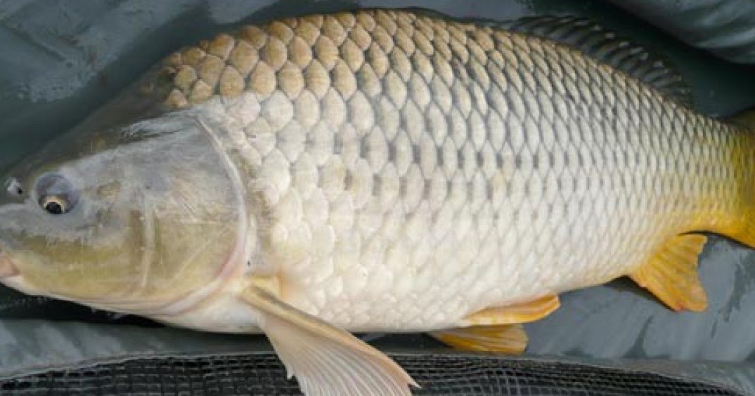 кукурузные рыбешки. кукуруза для рыбалки на карпа. рыба кукуруза. ловля сазана. прикорм для рыбы.