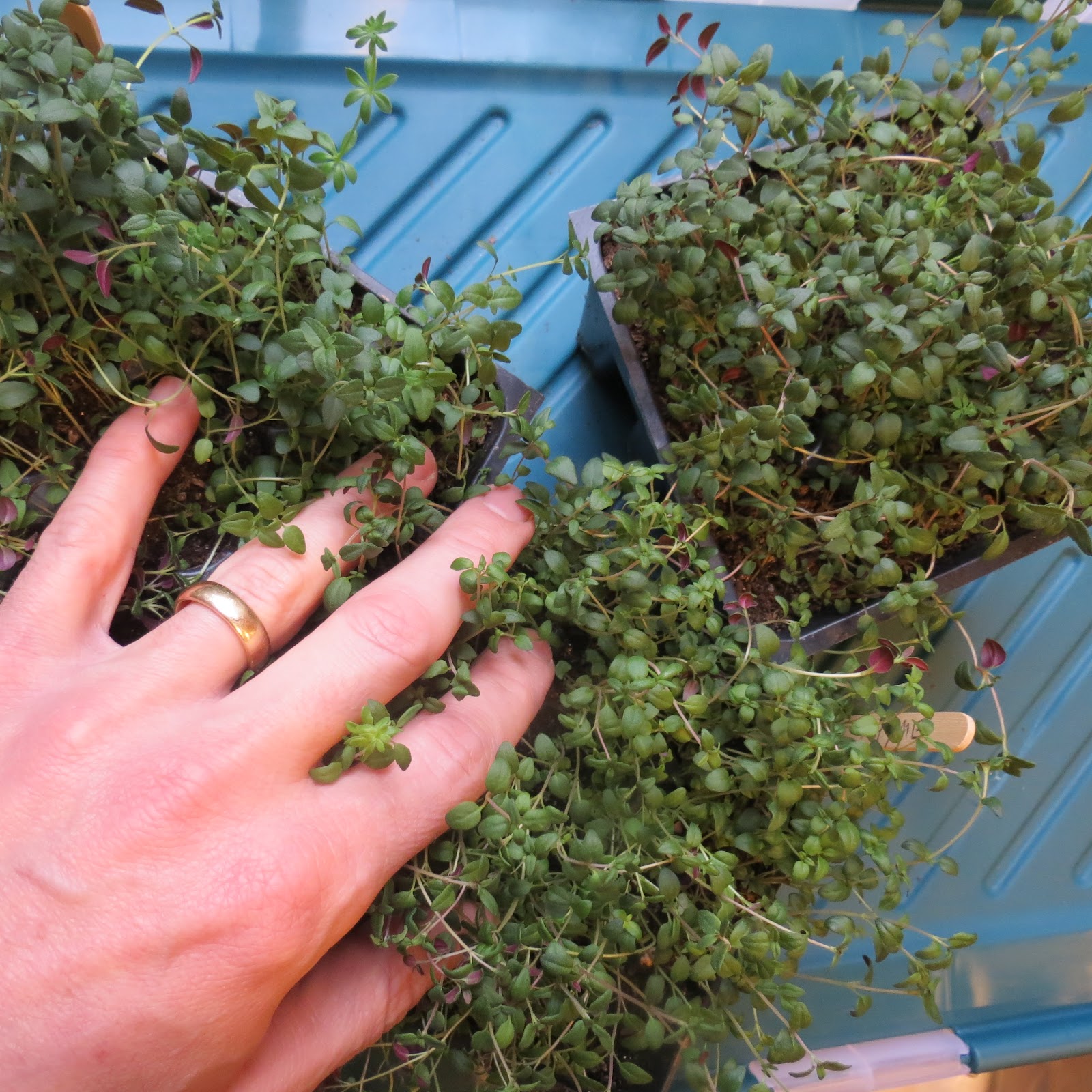 The Rusted Vegetable Garden