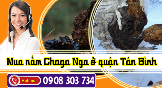 Bán nấm Chaga giá rẻ quận Tân Bình TPHCM