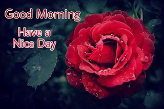 Beautiful good morning images , pics and photos of red rose flowers