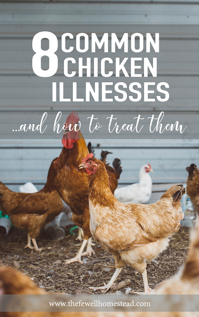 Common Chicken Diseases and Treatment