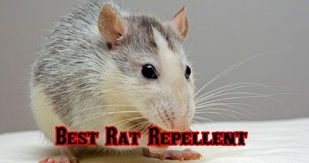 Keep Rodents Away By Using Our Rodent Repellent & Give Your Vehicle