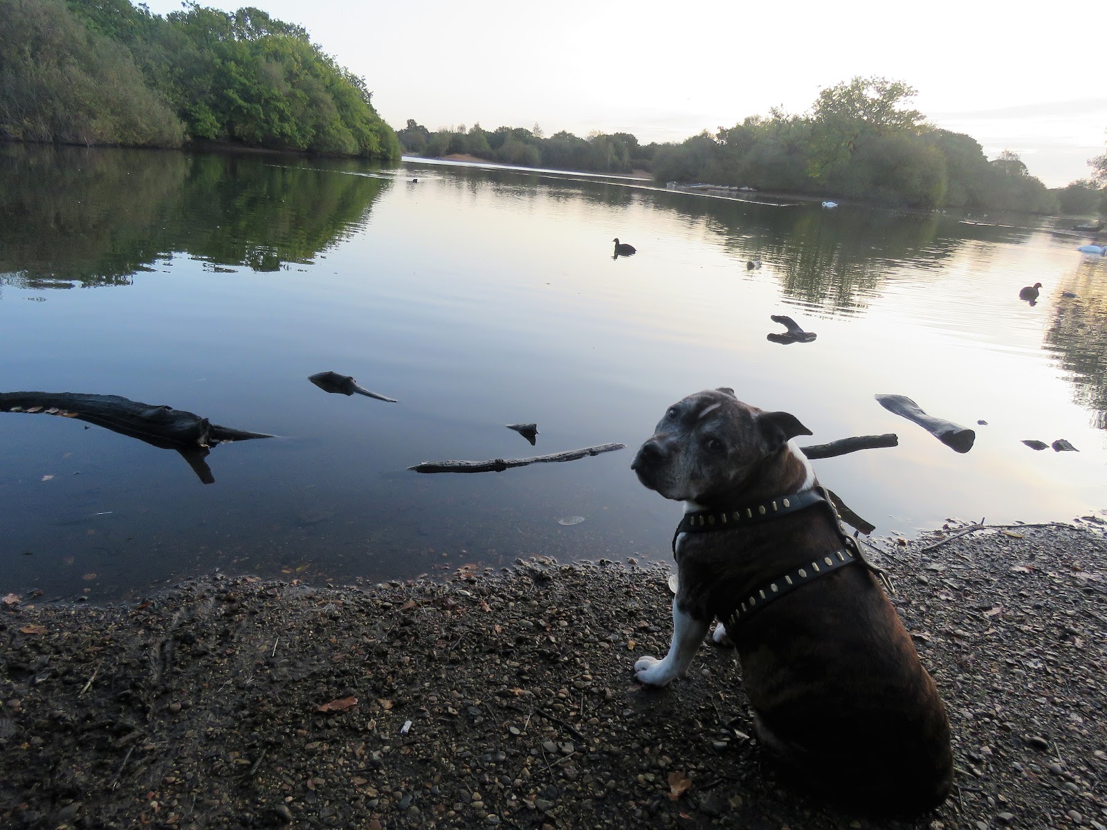 ANGLING WITH SHAUN Fishing Session Hollow Boat Pond, Whipps Cross