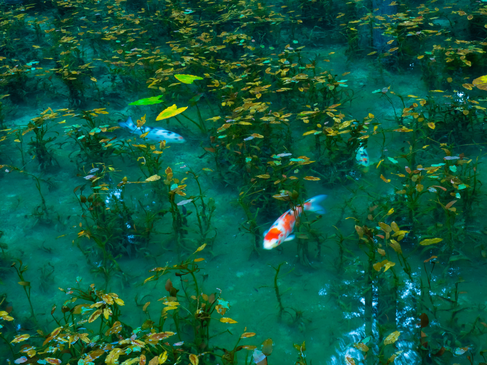 Monet's Pond