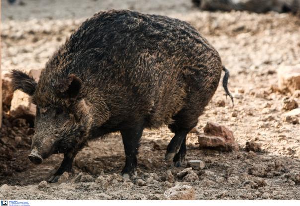 Ματωμένο κυνήγι: Πήγαινε για το αγριογούρουνο και αυτοτραυματίστηκε 