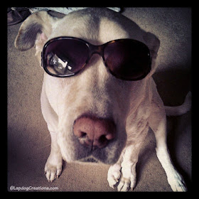 Zeus, the ultimate ham, sporting Mama's shades! #NationalSunglassesDay #CanineCancerAwareness ©LapdogCreations