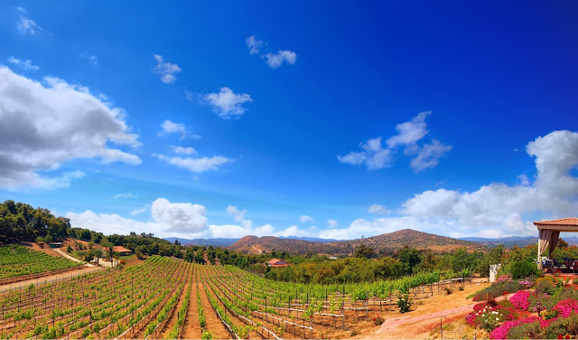 Altipiano Vineyard and winery Escondido, CA