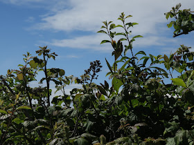 Dead blackberries, new bramble leaves and new honeysuckle against a blue sky with a mass of brambles beneath