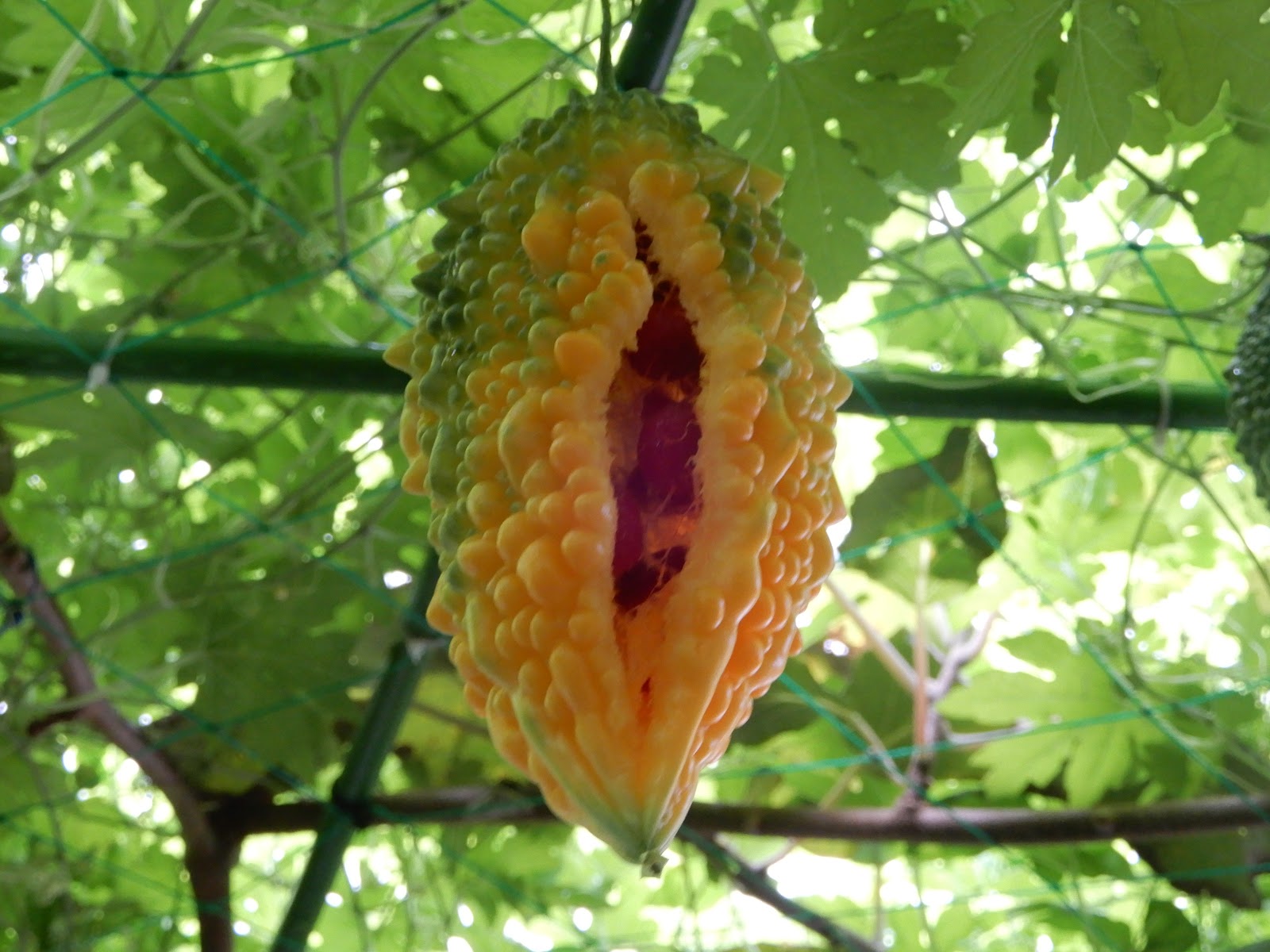 横須賀散策 我が家におけるゴーヤの緑のカーテン