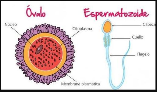 Células reproductoras: Femeninas y Masculinas.