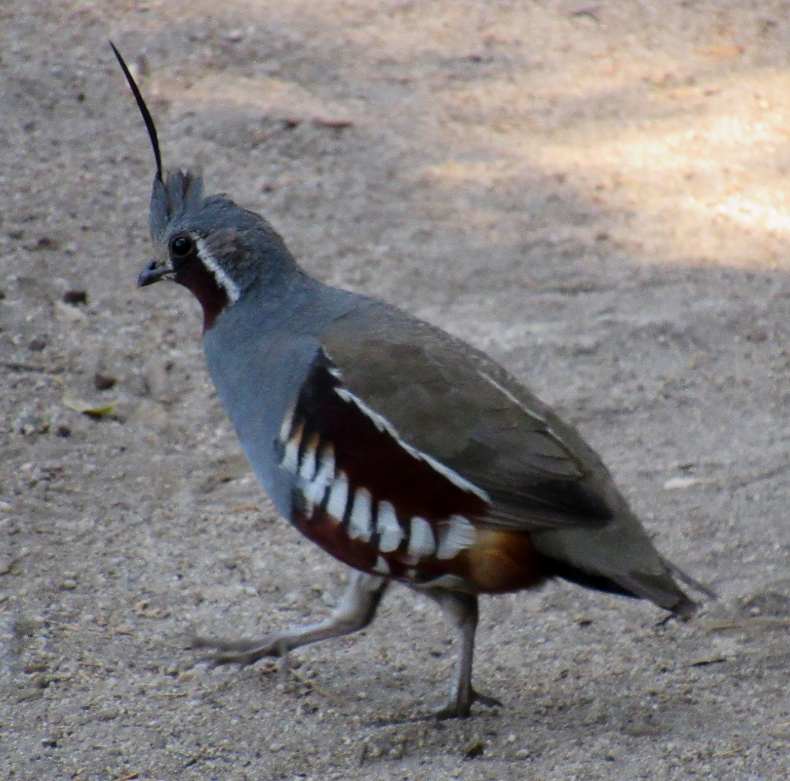 Mountain Quail: A Lonely Mountaineer at Pinecrest Lake
