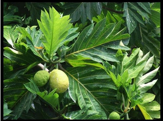 Benefit Of Artocarpus Altilis