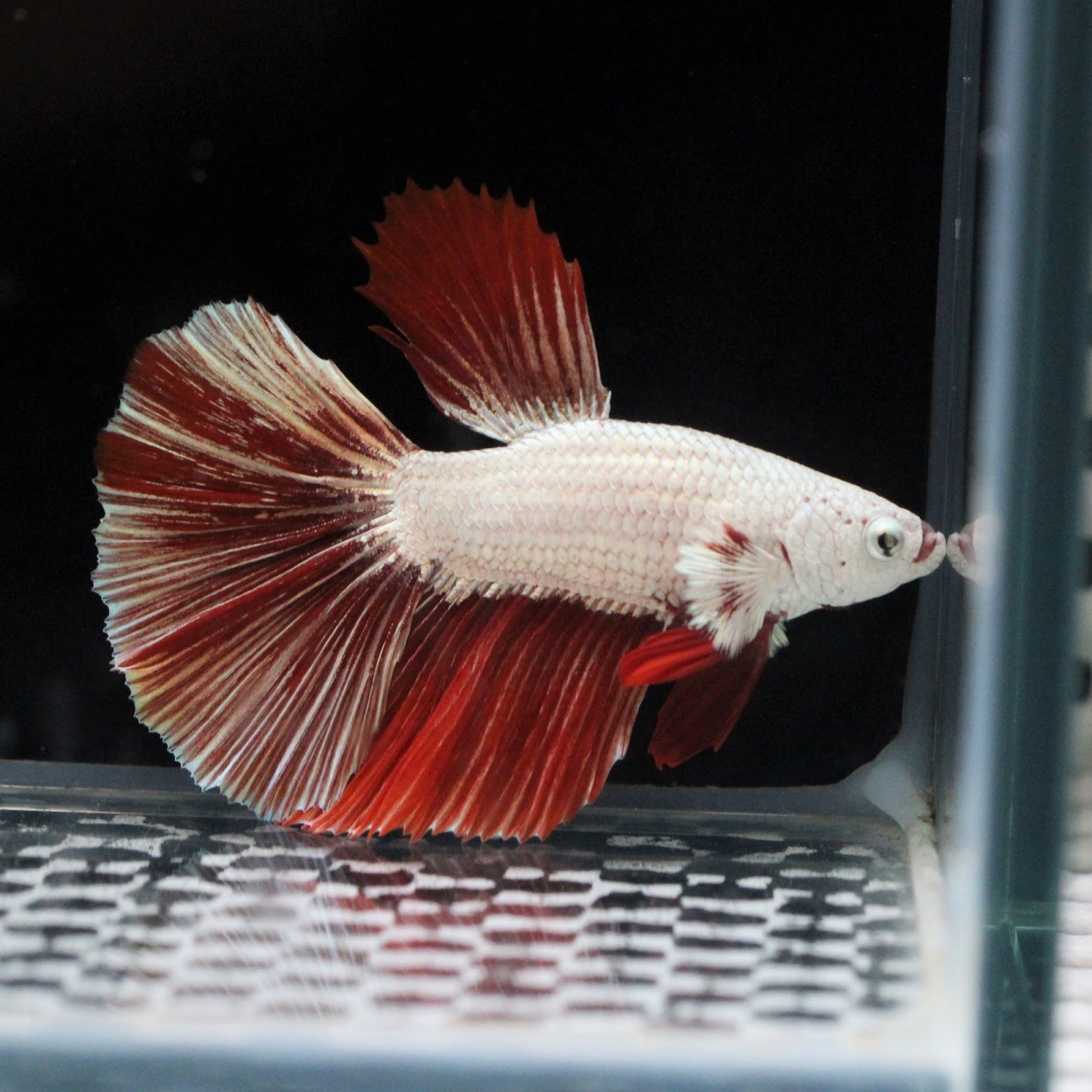 アクアテイク ｅ ブログ 5 2 土 入荷情報