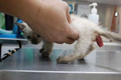 Prolaps rektuma kod mačeta Panvet dežurna veterinarska stanica Subotica