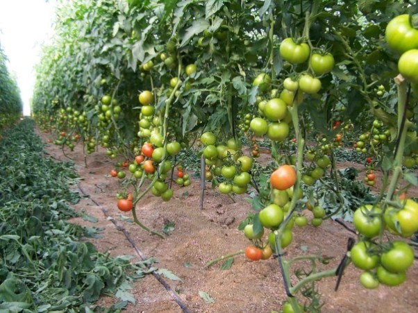 Bien educado Ritual Redada Criadero Kimbi: ▷ Tomatera / Cultivo y Cuidados de los Tomates Ecológicos