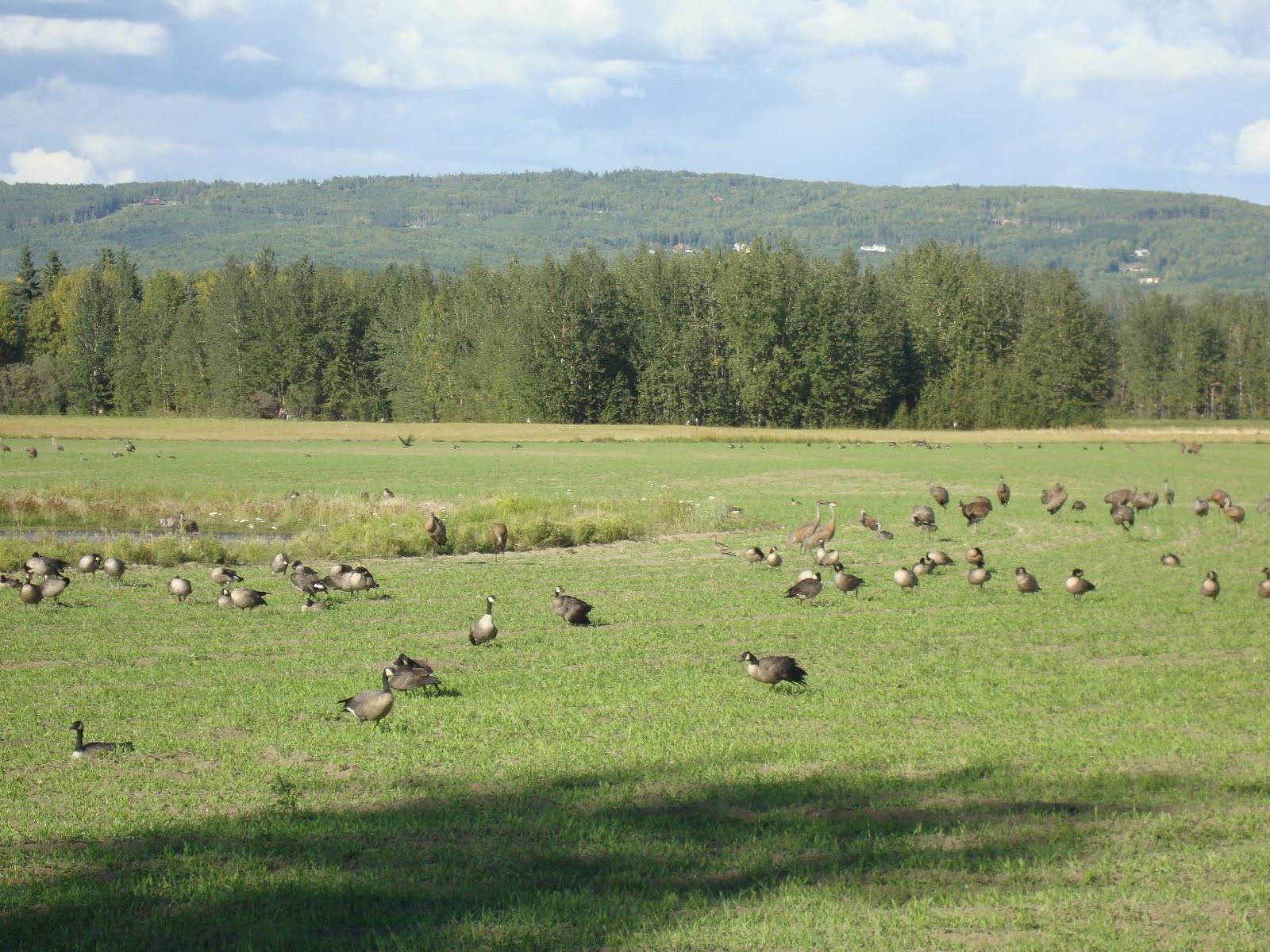 Symbiosphere Creamer's Field Migratory Wildlife Refuge