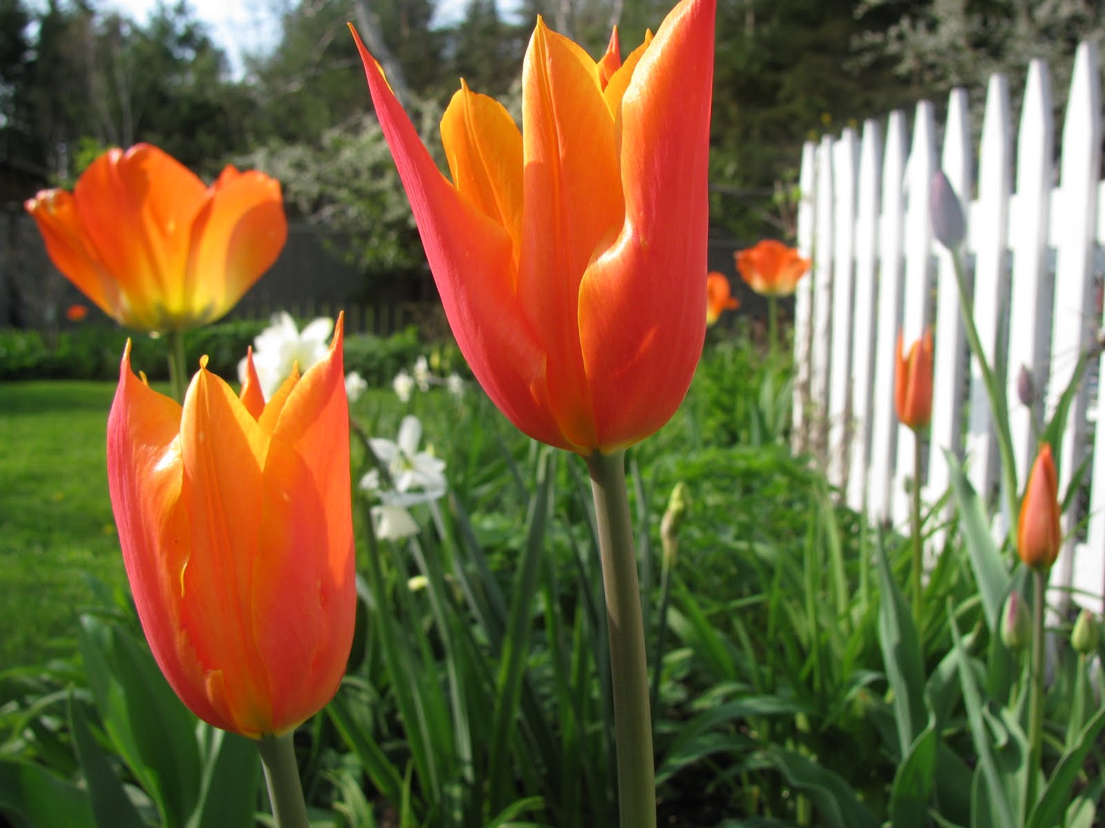 Gardeningbren in Nova Scotia Tulip Joy