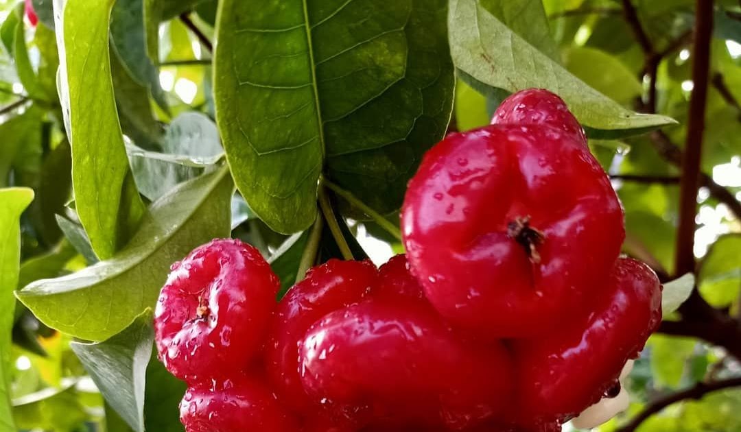 Koleksi Bibit Tanaman Jambu Air