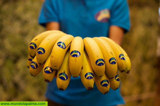 ​Gobierno de Canarias y Asprocan piden al Estado que solicite una reunión urgente del Comité Mixto del Plátano