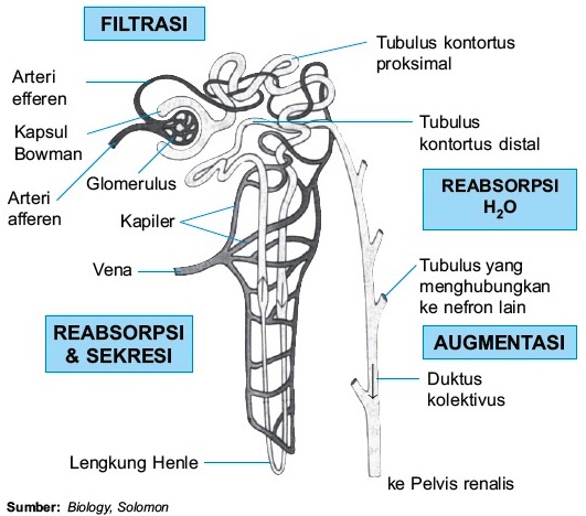 Proses Pembentukan Urine pada Ginjal Manusia
