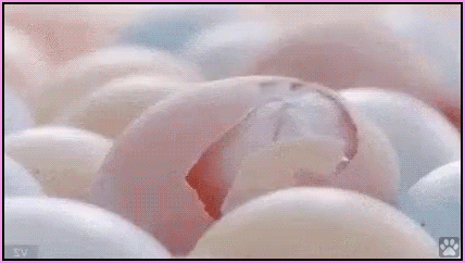 Art Kitten GIF • Mommy, where do Kitties come from? Tell me the truth... Art Kitten GIF • Mommy, where do Kitties come from? Tell me the truth...