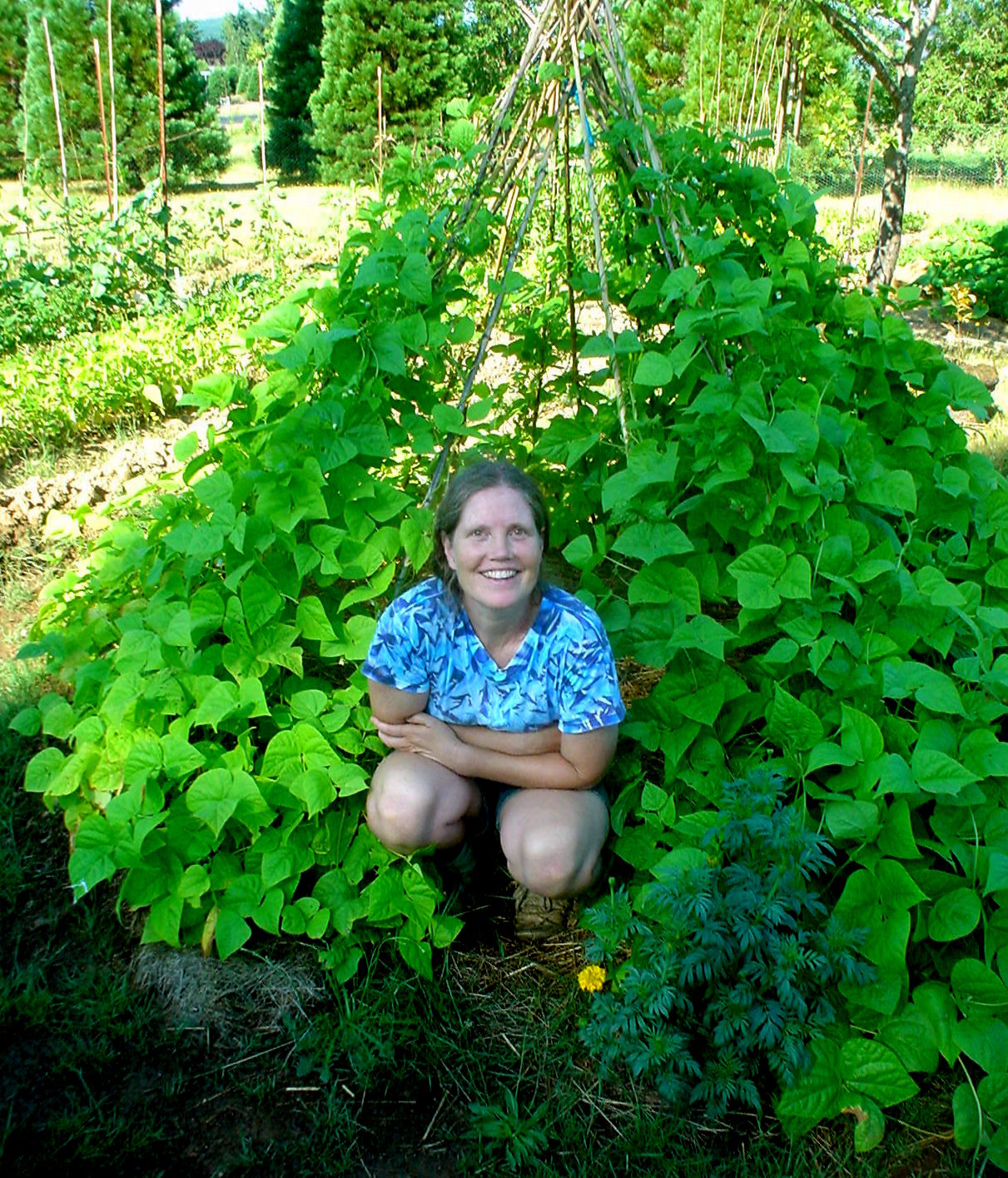 The Sharing Gardens How to build a Bean Tipi/Teepee