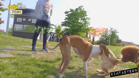 [사진/움짤多] 저는 유기견 마린이입니다. 제 가족이 되어주실 분 없나요? | 인스티즈