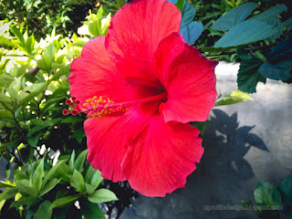 Big Red Blooming Hibiscus Flower In The Tropical Garden On A Sunny Day