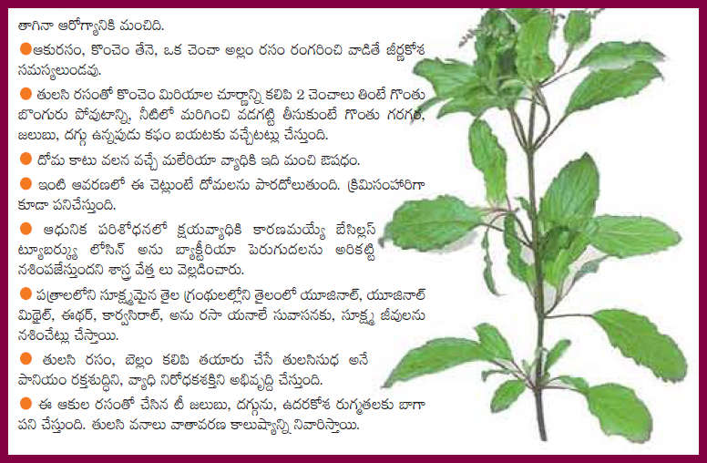 TELUGU WEB WORLD TULASI LEAVES FOR GOOD FOR HEALTH USE TULASI DAILY