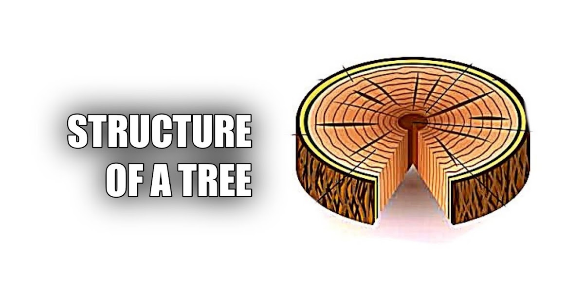 Structure of a Tree